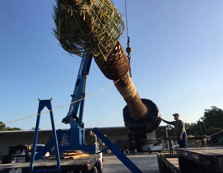 New palm tree being installed at professional home in Lakeland  Highlands, FL.