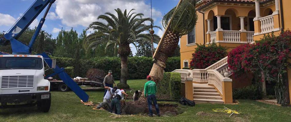 Large palm tree replacement at home in Highland City, FL.